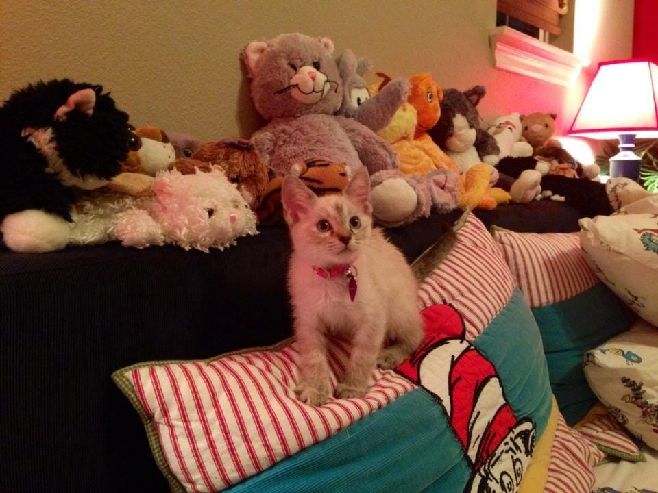 how-ammonia-from-cat-urine-and-feces-can-affect-your-health-bio-one